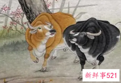 属牛人住宅最佳坐向