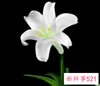 孕妇梦见百合是什么意思