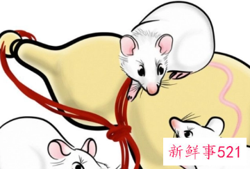 男蛇和女鼠在一起好不好