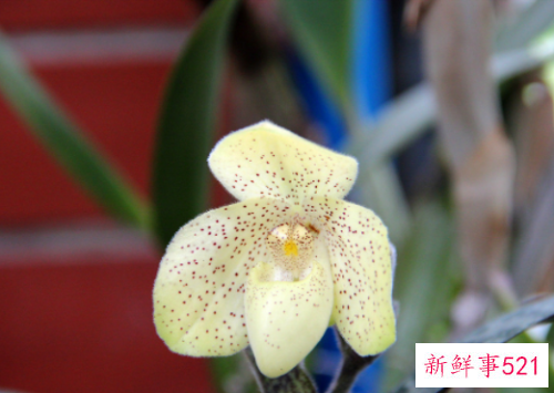 兰花的花语是什么