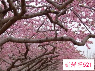 梦到桃花开得旺盛很漂亮