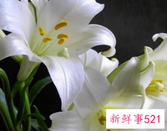 孕妇梦见百合是什么意思