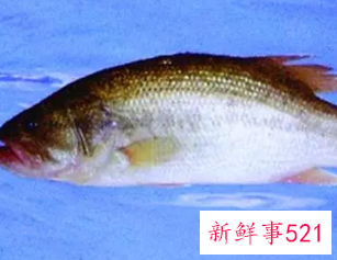 婴儿21个月可以吃些什么鱼