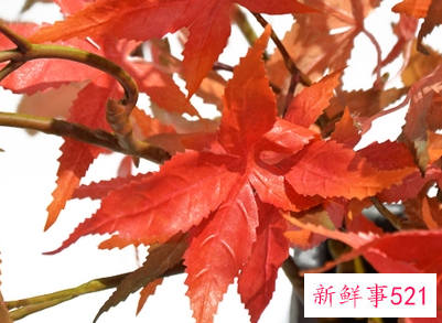 梦见树叶红了什么意思