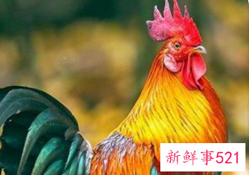 属鸡幸运色,忌讳色