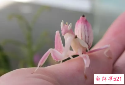 世界上颜值最高的10大动物