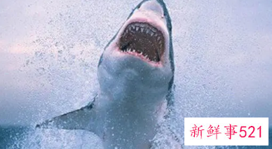 梦见鲨鱼有什么意思