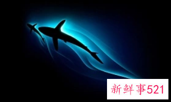 梦见鲨鱼有什么意思