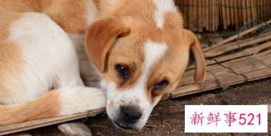 最忠心的狗十种