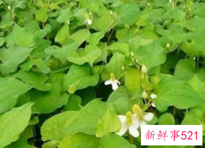 吃鱼腥草的危害