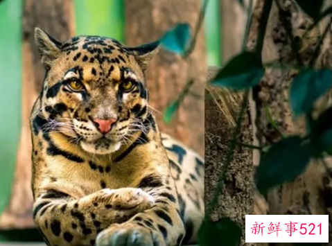 世界上颜值最高的10大动物