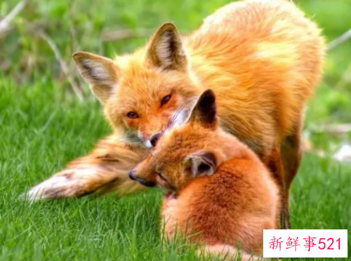 梦见打狐狸是什么征兆