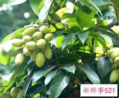 奶茶店回应一杯饮料1000元：原料800一斤