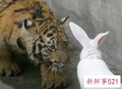 男兔女虎千万别在一起