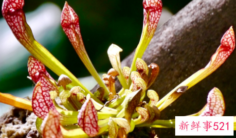 世界上最具有诱惑力的植物
