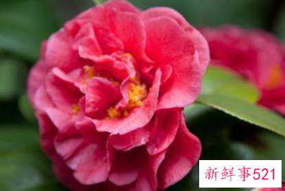 山茶花的繁殖方法有哪些