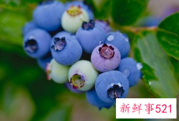 为什么家里忌讳种蓝莓
