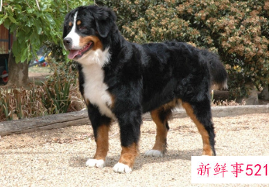 圣伯纳犬智商排名