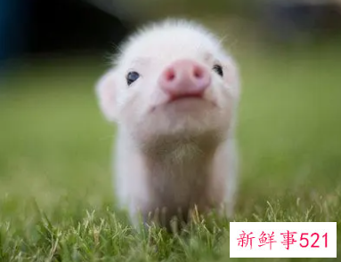 梦见动物尸体有什么征兆