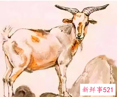 属羊人多少岁转运