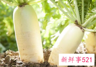 白萝卜炖排骨时间多久