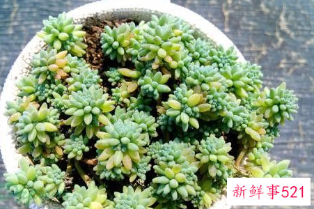 薄雪万年草怎么过冬