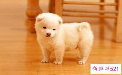 梦见小狗预示什么