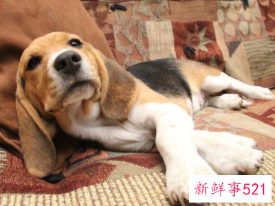 养狗会破坏家里的财运吗