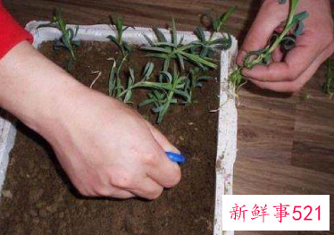 康乃馨花怎么养