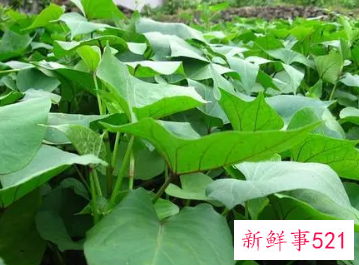 红薯叶怎么做好吃又简单