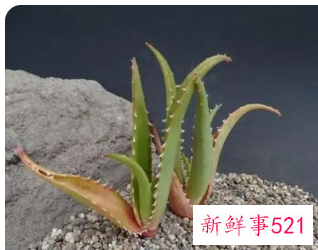 芦荟烂根后怎么补救