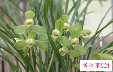 国兰春化的栽培管理