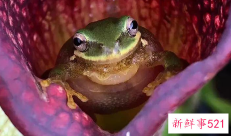 世界上最具有诱惑力的植物