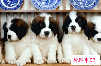 圣伯纳犬智商排名