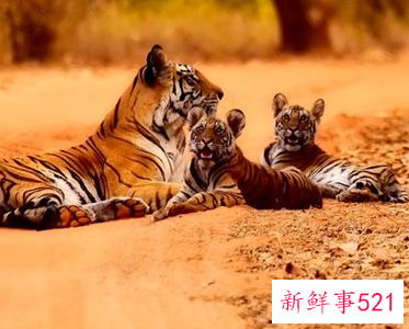 女人梦见老虎追自己是什么意思