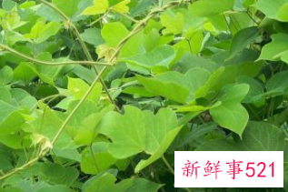 枳椇子葛根对肝脏的作用与功效