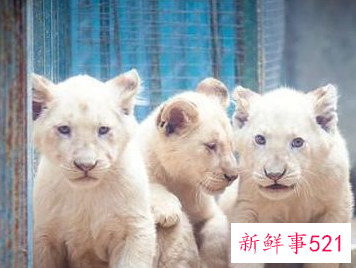 保护野生动物的几种方法