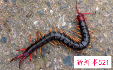 蜈蚣的功能是什么