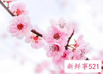 梦见桃花周公解梦原版