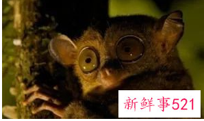 盘点世界十大奇特的动物