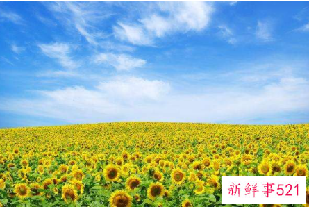 用向日葵起名的寓意