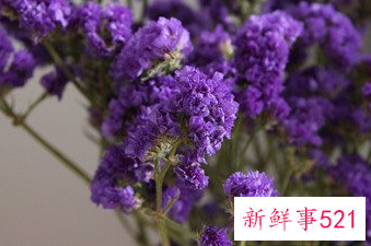 家里摆放干花有啥讲究