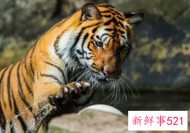 属蛇和属虎的婚姻配吗