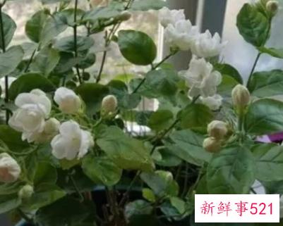 最适合家庭阳台养的花卉