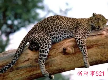 梦见动物尸体有什么征兆