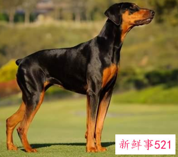 最忠心的狗十种