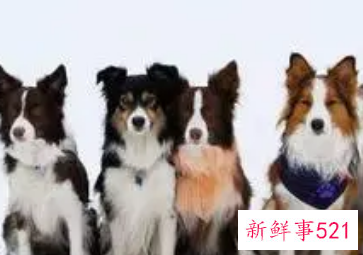 边牧四种类型哪种最好