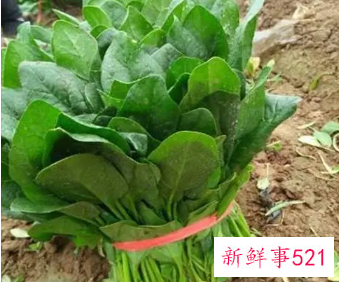 绿叶子蔬菜怎么保存