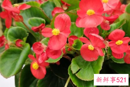 四季海棠的养殖方法和注意事项