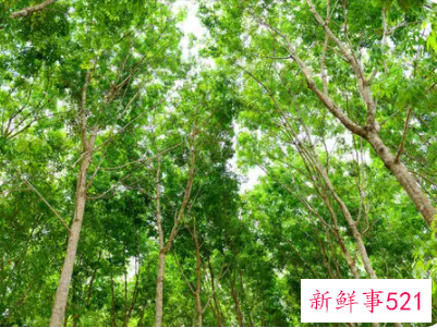 大门两侧种什么旺财